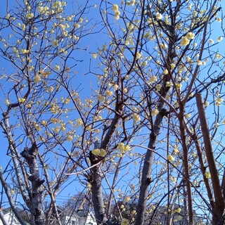 Garten Cafe ぶ楽り_1