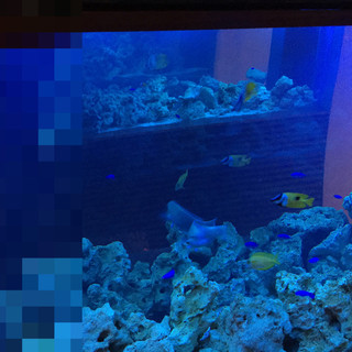 ディープ ブルー東京_2