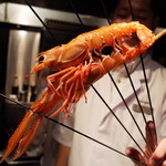 銀座 座屋 - "Japanese lobster" 赤座海老 これから炭火で 2015.1.2x