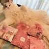 フェーヴ - 