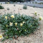 みんなのコーヒー - 何か分からないけど、お花咲いてました。