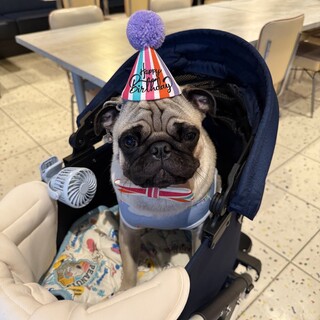 ワンちゃん歓迎カフェ♪おやつ持参OK‼︎