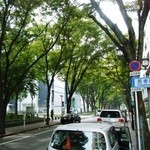 Ichifuji - 白川通の並木。
