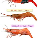 のりば食堂 しおさい - 参考資料,佐渡両津港のり場食堂しおさい両津店(新潟県佐渡市)TMGP作成