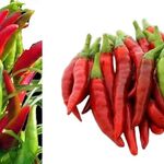 のりば食堂 しおさい - 南蛮えび説明画像,佐渡両津港のり場食堂しおさい両津店(新潟県佐渡市)