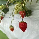 上泉農園 - 料理写真: