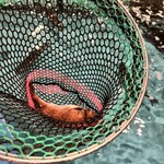 釣船茶屋ざうお - 