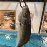 ざうお - 