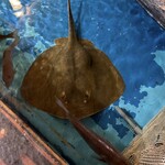 ざうお - 