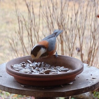 くつきそば 永昌庵 - 料理写真: