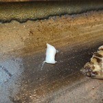 寿司栄 - 鮑の歯（軟骨のようなコリコリ感）
      