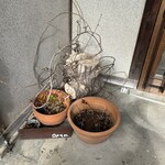 植物と人 棘 - 