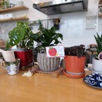 ユーカリとオリーブ - 