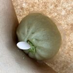 だるま茶屋 - 料理写真:'26/02/14 わさび豚まん（税込500円）