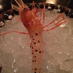 noma - ボタンエビの周りには蟻んこがしがみついてますｗ　ちなみにエビはピチピチ動きまわってますｗ