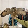 フクロウのみせ - 