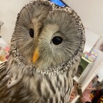 フクロウのみせ - 