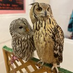 フクロウのみせ - 