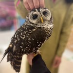 フクロウのみせ - 