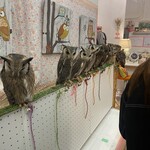フクロウのみせ - 
