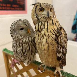 フクロウのみせ_1