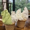 松ぼっくり - 