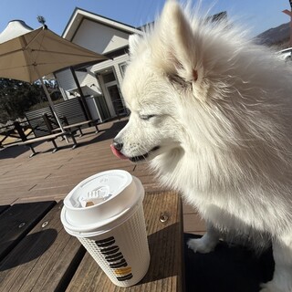 ドトールコーヒーショップ_0