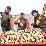 Three Miyamoto brothers lotus root from Ibaraki Prefecture