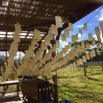 ラピュタファーム - 大根？