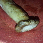 さくらじま風土 - エリンギ炭火焼き1本だけじゃ無いですよ