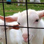 沖縄そば まるかみ - まるかみ山羊。前回ベイベだったのがだいぶ大きくなって、柵の中の密度が上がりました。側に行くと寄ってきてくれます。