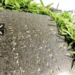 ブラジレイロ - 跡地には石碑が(ネットから)
