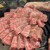 焼肉 とよなか流 - 料理写真: