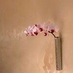 すが弥 - 桜色の胡蝶蘭です。唇の濃い紅が美しい