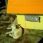 クタクタ - とっても穏やかなわんこ、みかんちゃん。ファン多し。