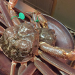 松川 - 2015.2  出たっ！間人蟹！