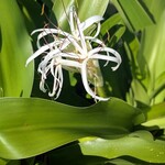 イラヨイ - 春から夏にかけて宮古島でよく見る「ハマユウ」（ハマオモト）がたくさん咲いていました。