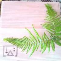 うち山 - 桐のお重にはいってます