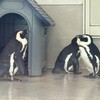 バランタイン - ジーーっとしてる　ハシビロコウ並みです
