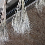 ファームヤード - 天井には麦の穂が