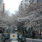 MANDALA - 渋谷駅すぐの桜の穴場です。