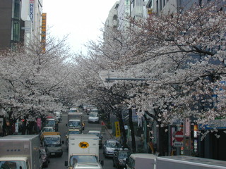 MANDALA - 渋谷駅すぐの桜の穴場です。
