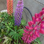 カフェ マザーズキッチン - 料理写真: