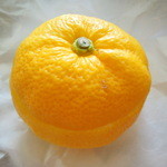 Murasaki No Wakuden - 甘味と思えないオレンジですね