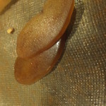 うを徳 - カラスミ食べ比べ（旧）