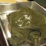 うを徳 - 熊本から来たくまちゃん♂