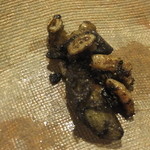 うを徳 - すっぽん