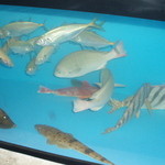 第8八千代丸 - 店内生簀