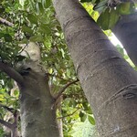 白南風亭 - 