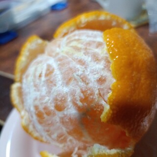 めっけもん広場_1